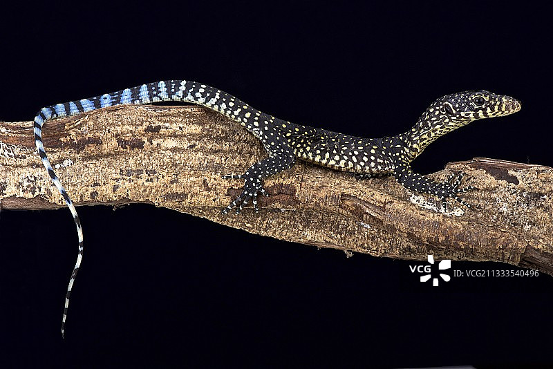 蓝尾巨蜥，巴布亚新几内亚图片素材