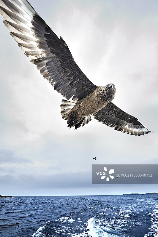 大贼鸥图片素材