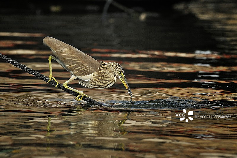 在瓦拉纳西恒河捕鱼的印度池鹭图片素材