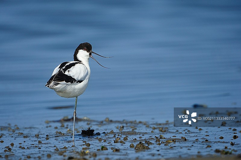 在纳米比亚鲸湾休息的蛎鹬图片素材
