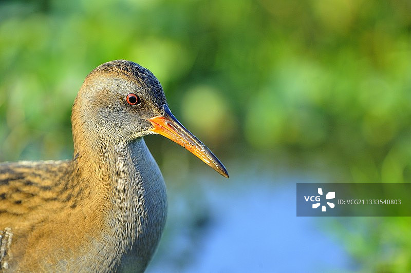水边上的水 रेल (Rallus aquaticus)图片素材