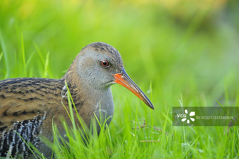 草丛中的水 Rail (Rallus aquaticus)图片素材