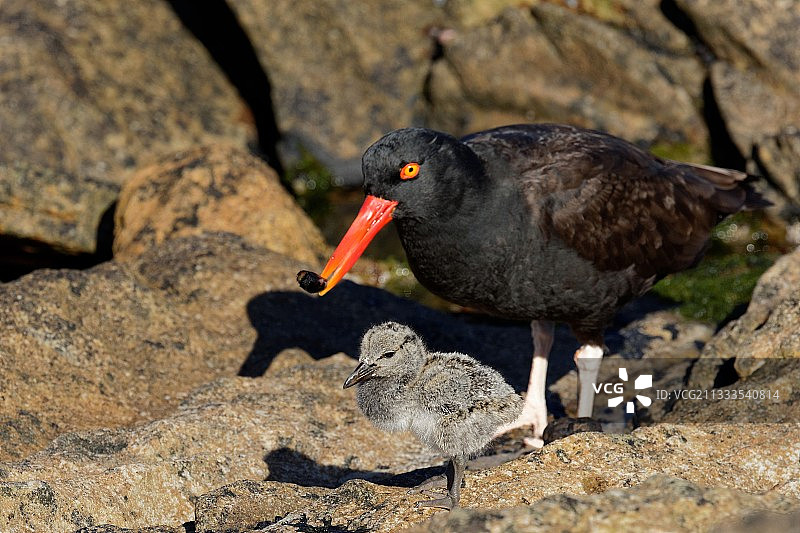 卡卡斯岛，中国福克兰群岛上的黑色海蛎鹬（Haematopus ater）和它的雏鸟图片素材