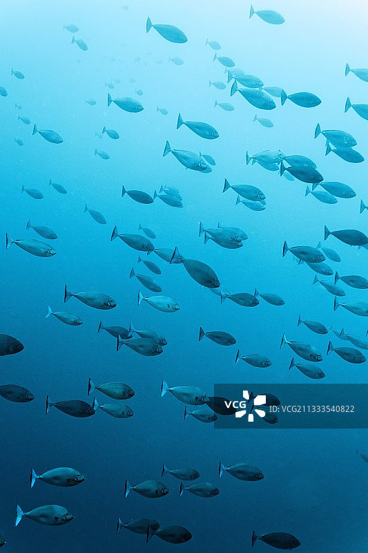 红海埃及的单角鼻鱼群图片素材