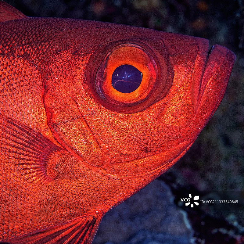 大眼鲷，杰克逊礁，蒂朗海峡，埃及图片素材