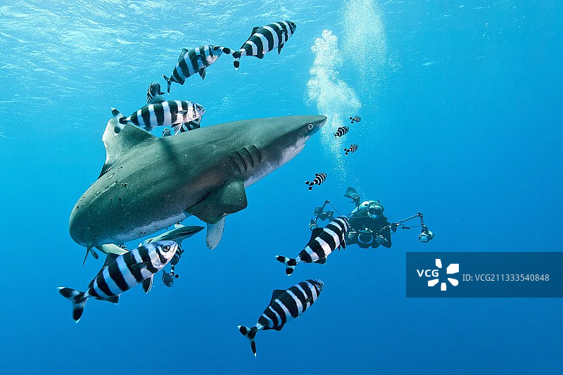 远洋白鳍鲨与潜水员，红海，埃及图片素材