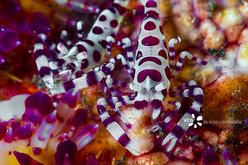 科尔曼虾（Periclimenes colemani）幼鱼在火海胆（Asthenosoma varium）上，印度尼西亚巴厘岛图片素材
