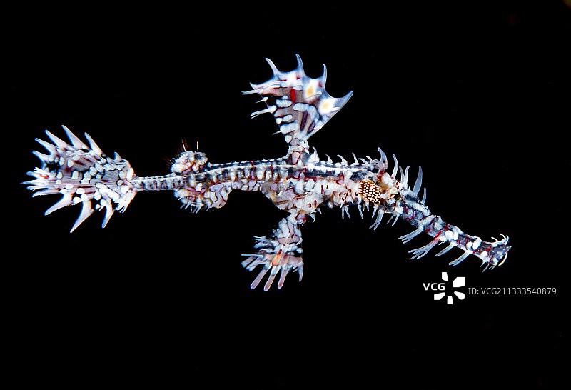 幽灵海龙，巴厘岛，印度尼西亚图片素材