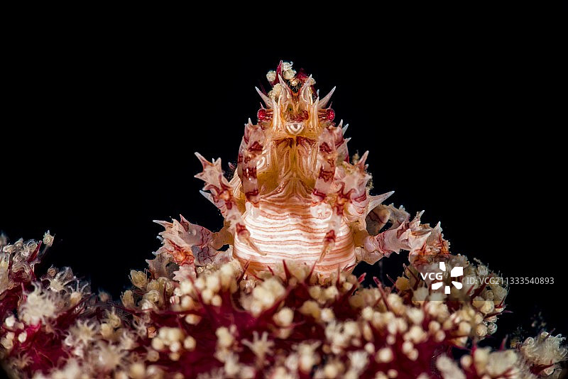 巴厘岛软珊瑚上的软珊瑚蟹，印度尼西亚图片素材