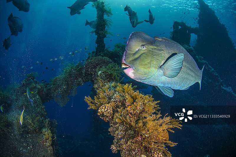 绿唇隆头鱼，印度尼西亚图片素材