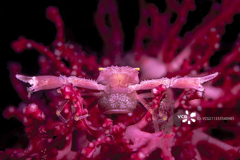 共生蟹与红珊瑚中的卵，巴厘岛，印度尼西亚图片素材