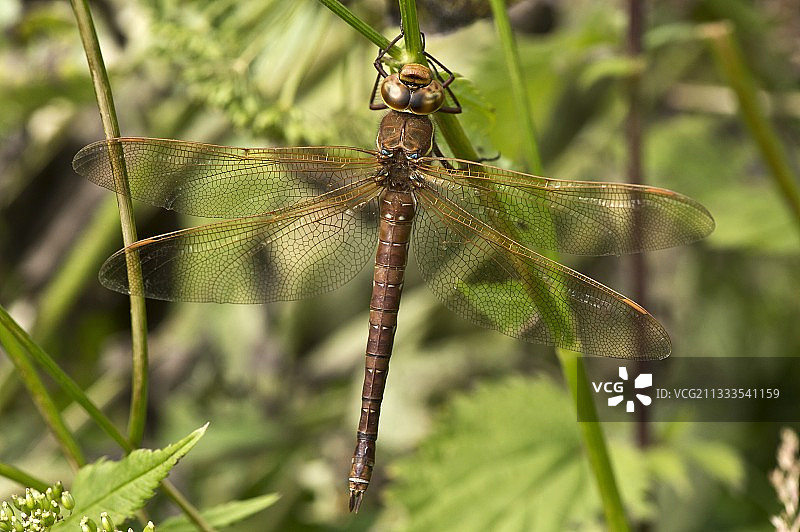 正在休息的棕色大蜓。丹麦八月的克维克比莫斯图片素材