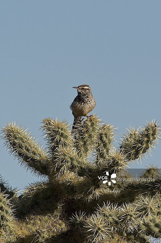 麦克道尔索诺兰保护区汤姆拇指步道起点，美国亚利桑那州凤凰城斯科茨代尔图片素材
