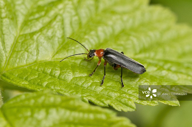 叶子上的甲虫（Cantharis pellucida）：五月的丹麦图片素材