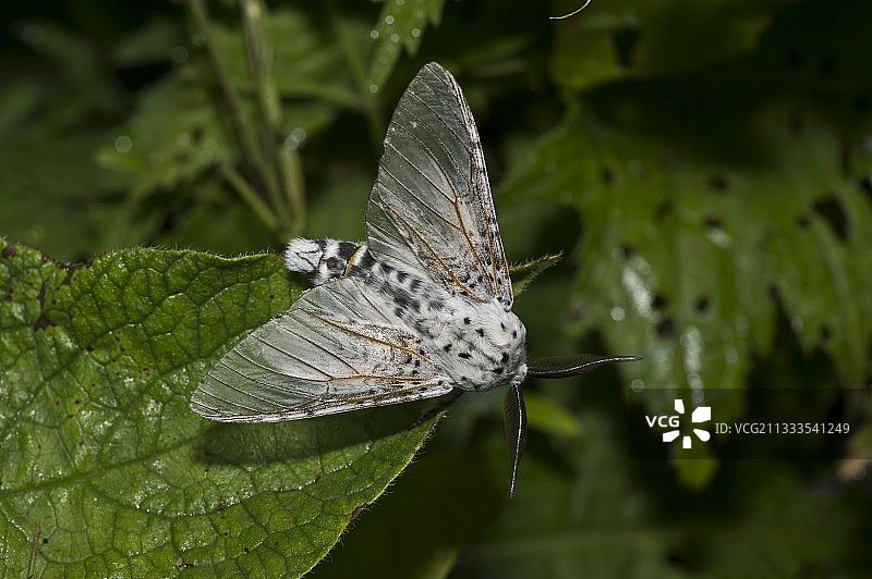 咖啡蚕蛾，七月于丹麦图片素材