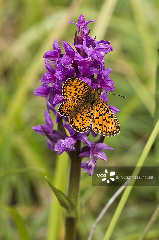兰花丛中的小型珍珠边蛱蝶图片素材