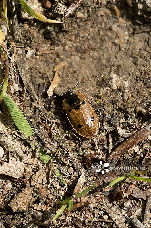 地面上的四点大花金龟图片素材