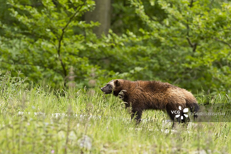 囚养状态下的狼獾，摄于瑞典斯科讷动物园，六月图片素材
