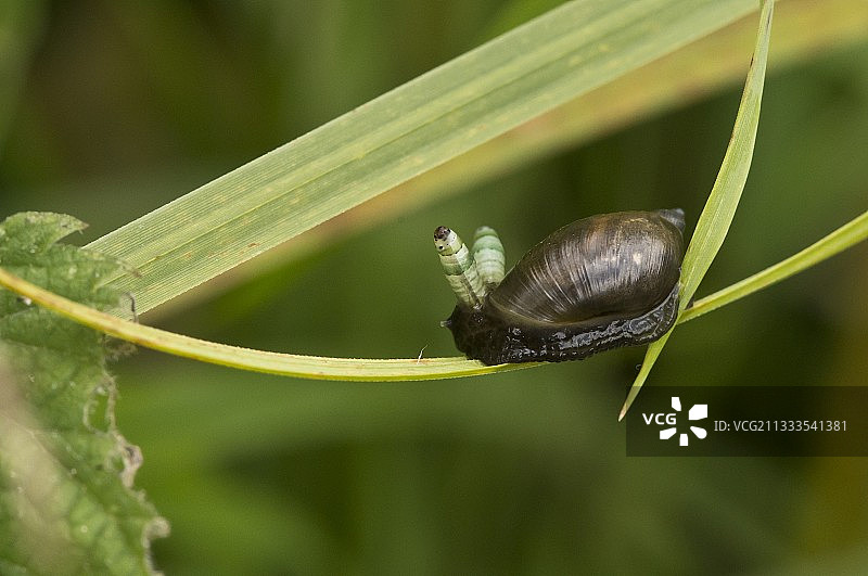 感染琥珀蜗牛的绿带 Broodsac 寄生虫，丹麦图片素材