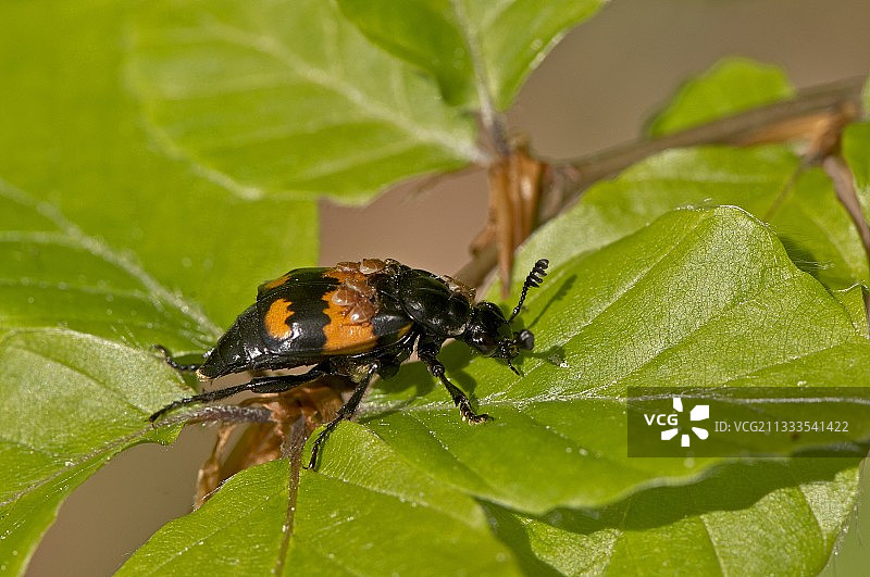 埋葬甲虫，丹麦阿林德利勒弗雷斯科夫，五月图片素材