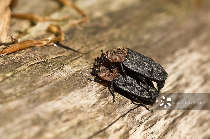 丹麦森林中的甲虫交配图片素材