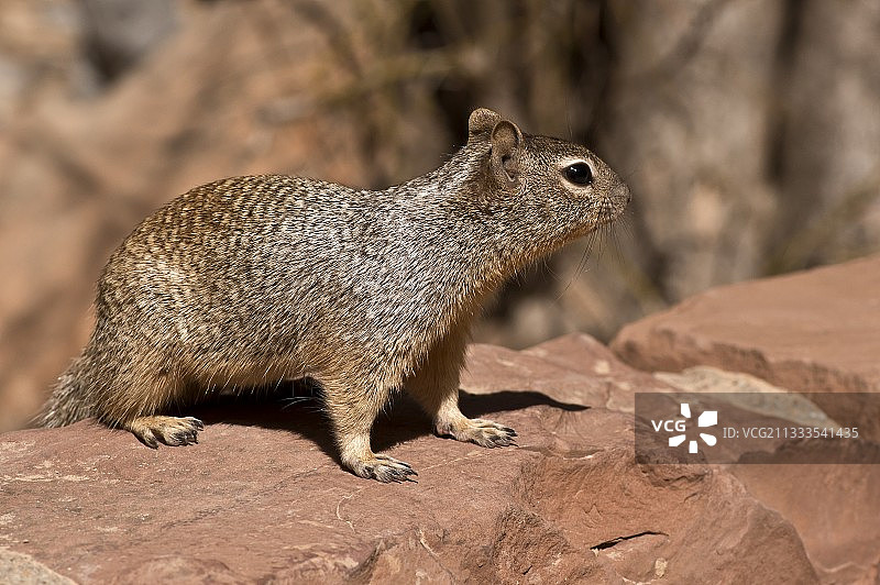 岩松鼠：美国犹他州锡安国家公园锡安瓦瓦神庙图片素材