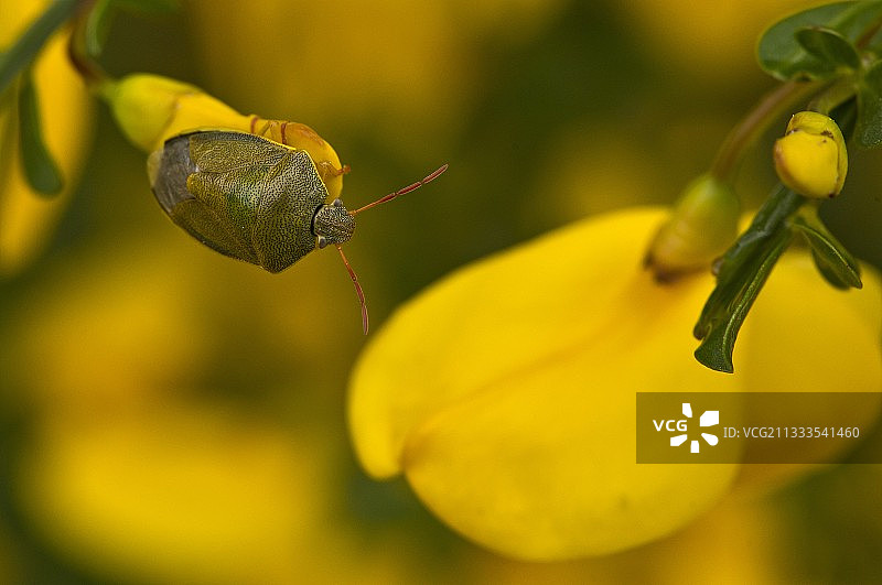 扫帚上的椿象（Piezodorus lituratus），丹麦莫尔斯实验室，六月图片素材