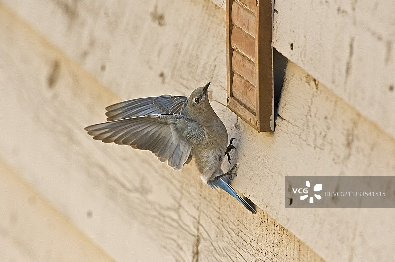 山蓝鸲（Sialia currucoides）雌性，美国犹他州图片素材