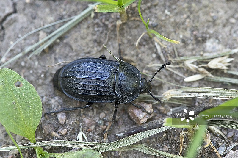 埋葬甲虫图片素材