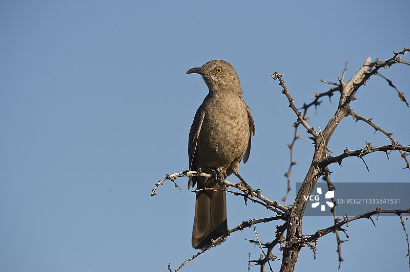 弯嘴嘲鸫，美国亚利桑那州凤凰城斯科茨代尔麦克道威尔索诺兰保护区图片素材