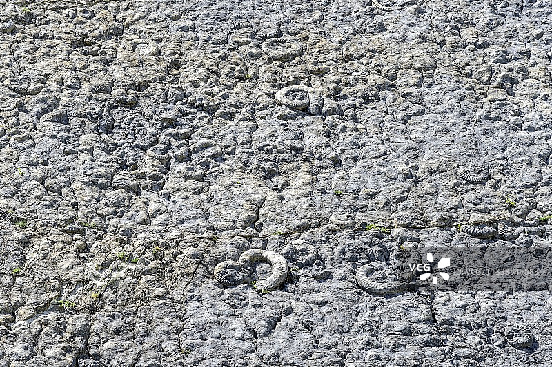 上普罗旺斯地质保护区菊石附近的石板 - 320平方米，有超过1550个各种尺寸的菊石，其中最大的直径为70厘米！主要物种：多肋菊石（200Ma）图片素材