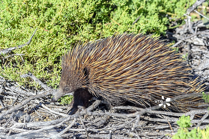 短吻针鼹，西澳大利亚的食蚁动物图片素材