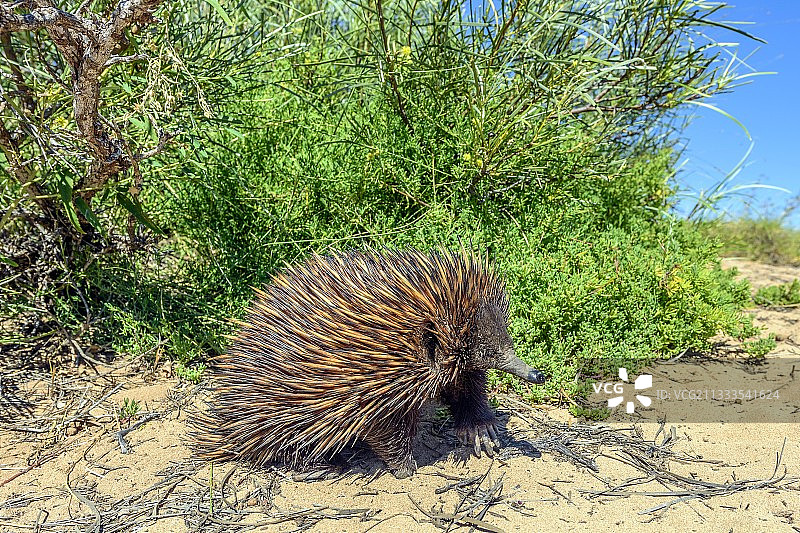 短吻针鼹，西澳大利亚的食蚁动物图片素材