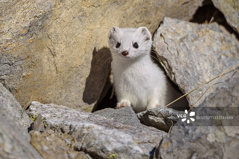 换毛期的白鼬，上莫里耶讷，阿尔卑斯山，法国图片素材