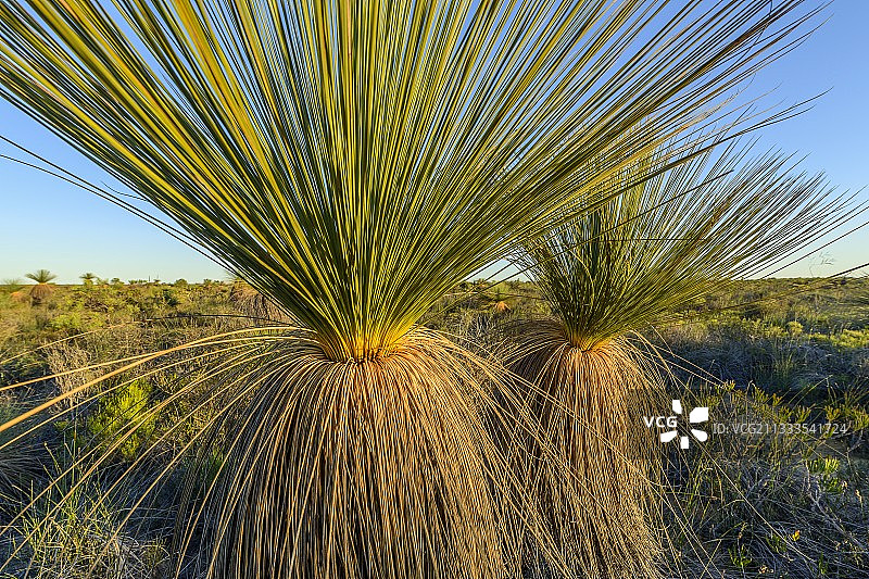 卡尔巴里国家公园的灌木草树：西澳大利亚的显著物种和特征，在半干旱地区与唯一的灌木班克木植物形成图片素材