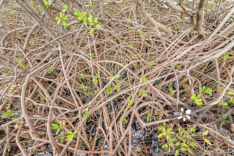 澳大利亚红树林支柱根，独特生态系统图片素材