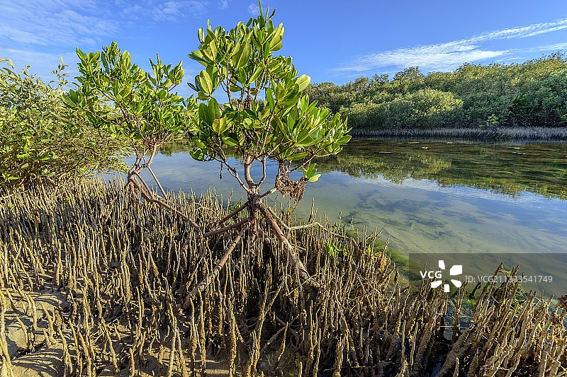 宁格罗海洋公园红树林：根和呼吸根，位于澳大利亚西部。红树林是一种非常脆弱的原始生态系统，正受到全球威胁。图片素材
