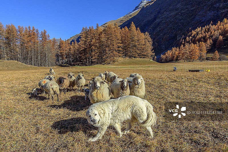 比利牛斯山犬守护羊群，法国阿尔卑斯山图片素材