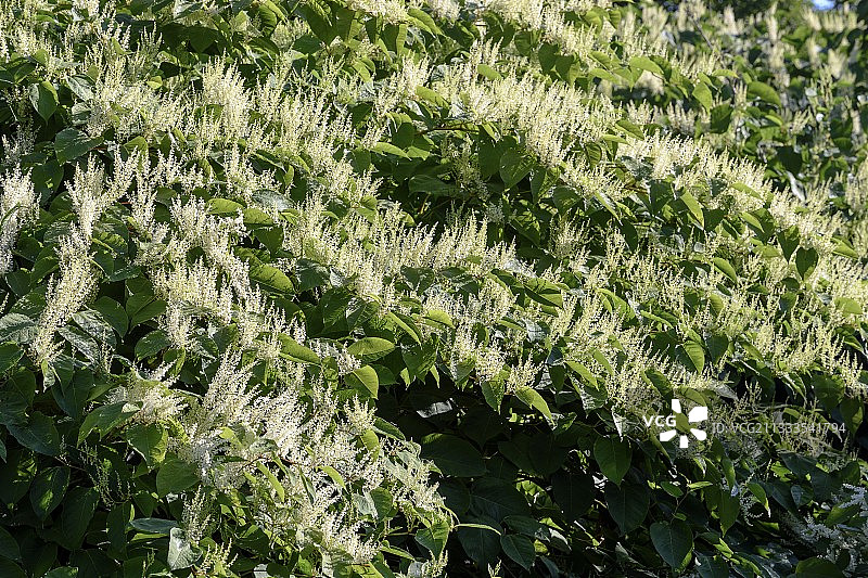 法国罗纳河畔的虎杖花，通过根茎繁殖的入侵物种在夏末绚丽绽放图片素材