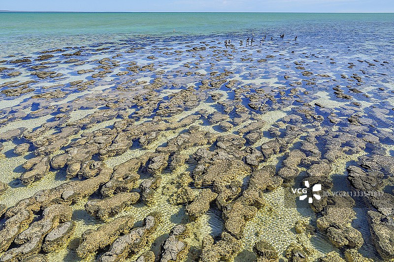 低潮时的叠层石 - 哈梅林池 - 鲨鱼湾 - 澳大利亚西部图片素材