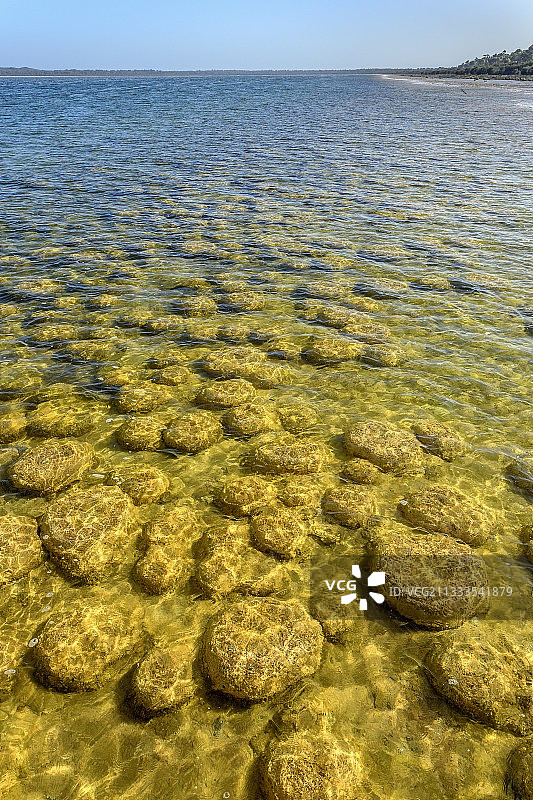 西澳大利亚克利夫顿湖的叠层石图片素材