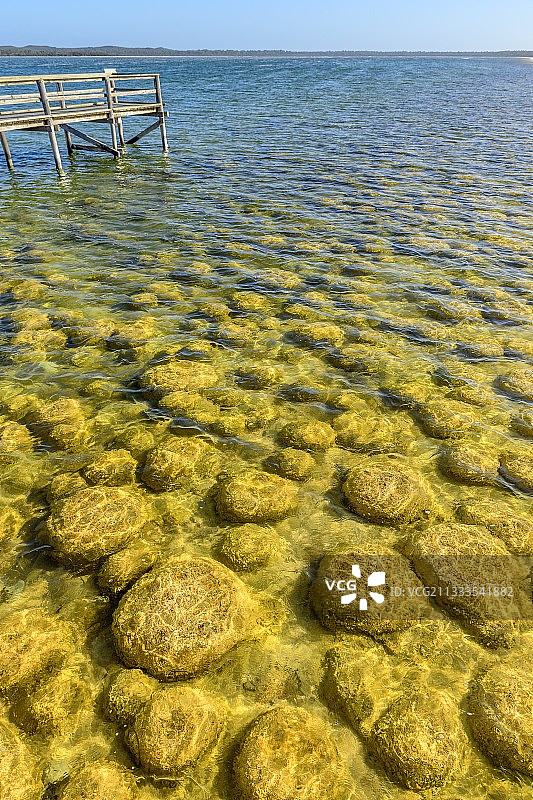西澳大利亚克利夫顿湖的叠层石图片素材