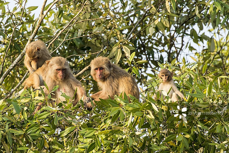 印度西孟加拉邦孙德尔本斯恒河猴图片素材