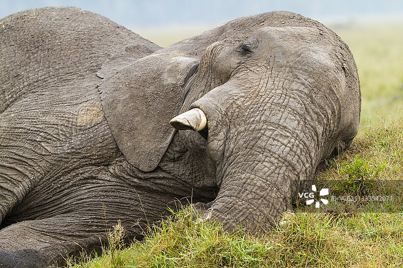 肯尼亚马赛马拉野生动物保护区休息中的非洲象图片素材