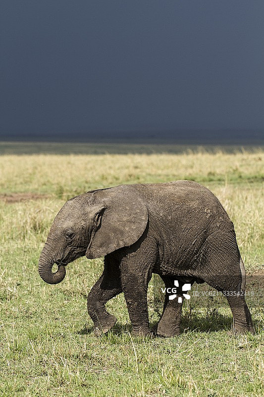 肯尼亚马赛马拉禁猎区，正在觅食的非洲象图片素材
