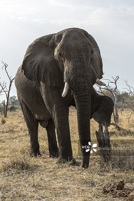 博茨瓦纳奎河保护区有趣的雄象图片素材