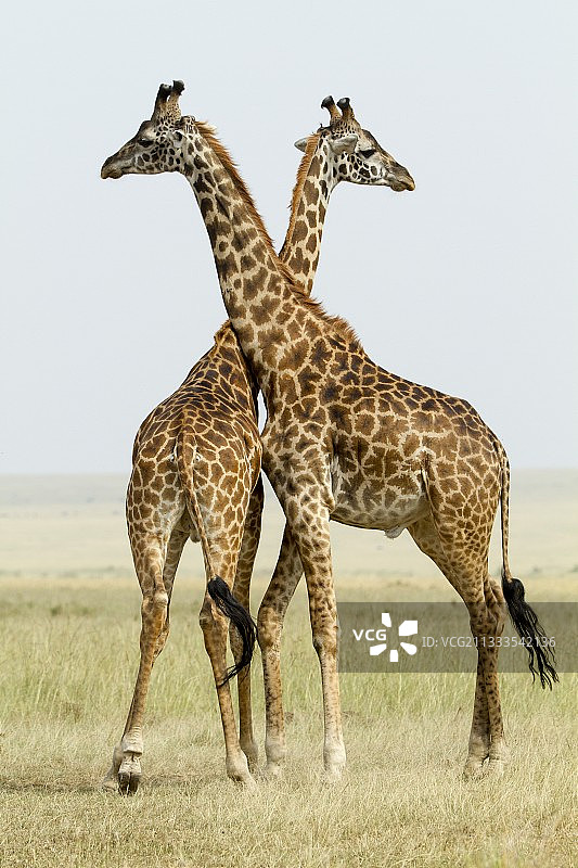 肯尼亚马赛马拉野生动物保护区：长颈鹿图片素材