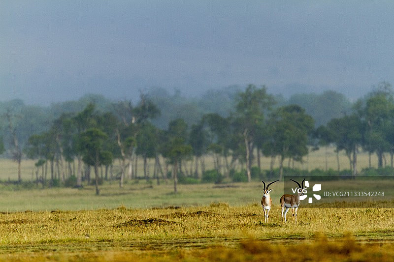 肯尼亚察沃东国家公园格兰特瞪羚雄性图片素材