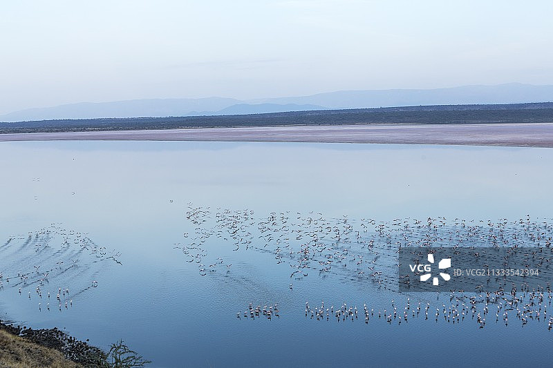 肯尼亚马加迪湖，小红鹳，小火烈鸟（Phoeniconaias minor），鸟瞰图图片素材