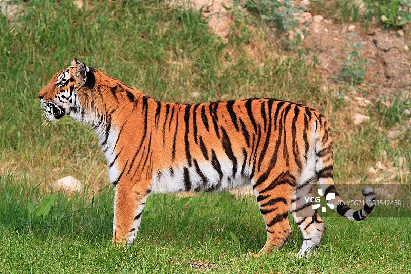 西伯利亚虎图片素材